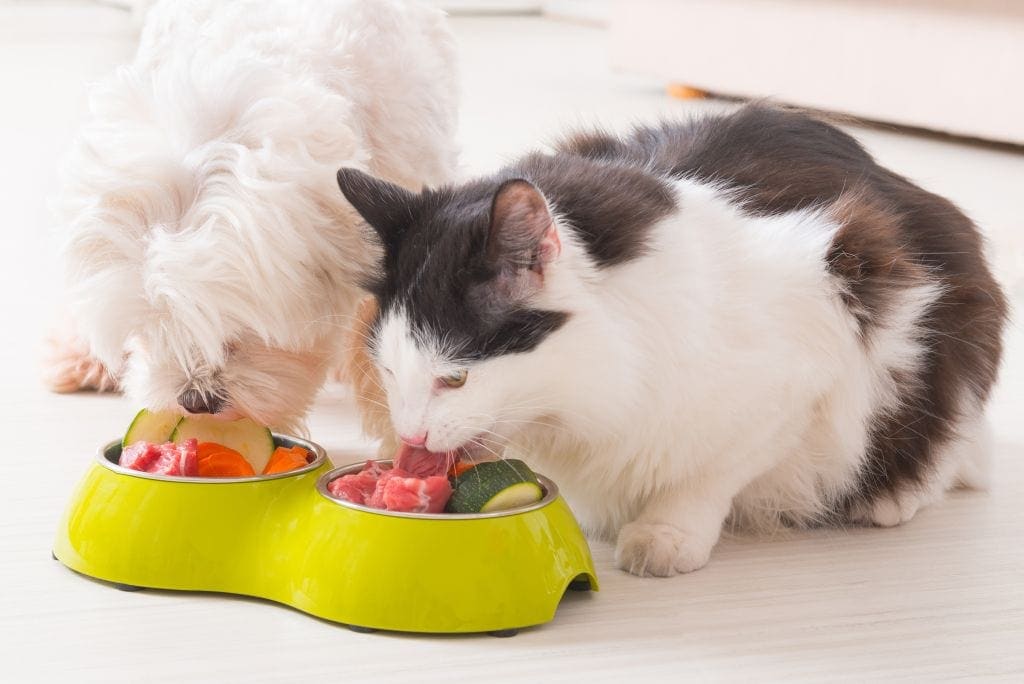 alimentação natural para cachorro