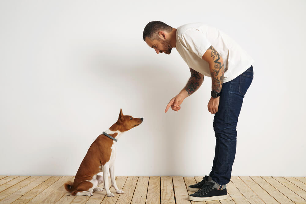 adestramento e treinamento de cachorros