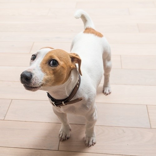 tipos de coleira para cachorro de pescoço