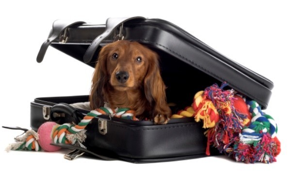 viajar com cachorro de avião