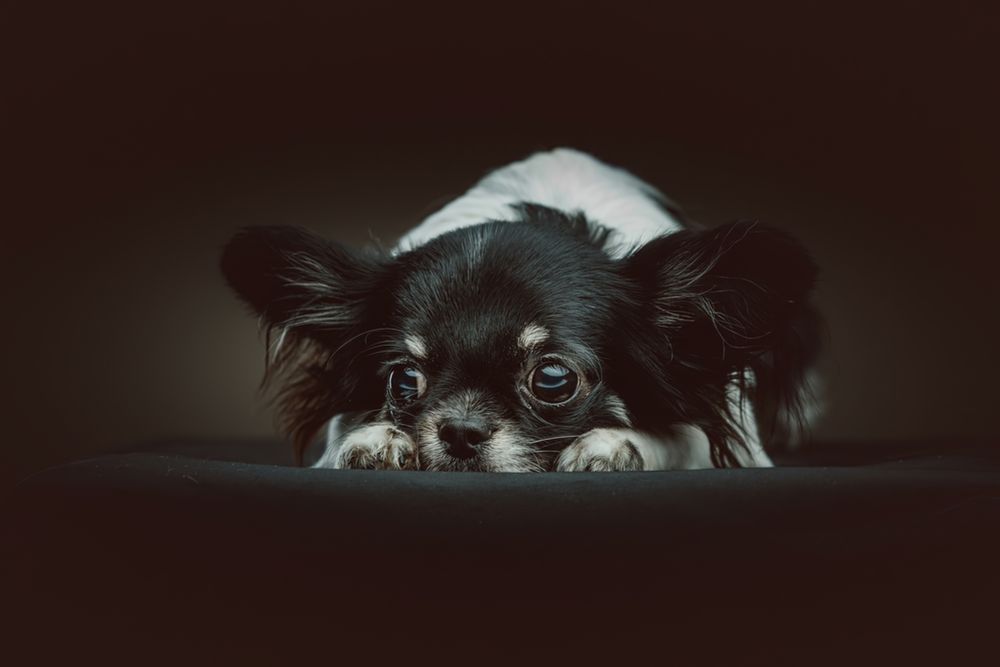 cachorro enxerga no escuro