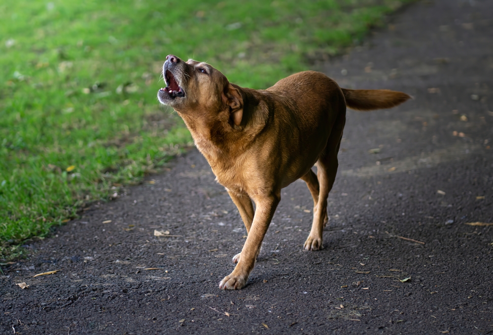 cachorro uiva