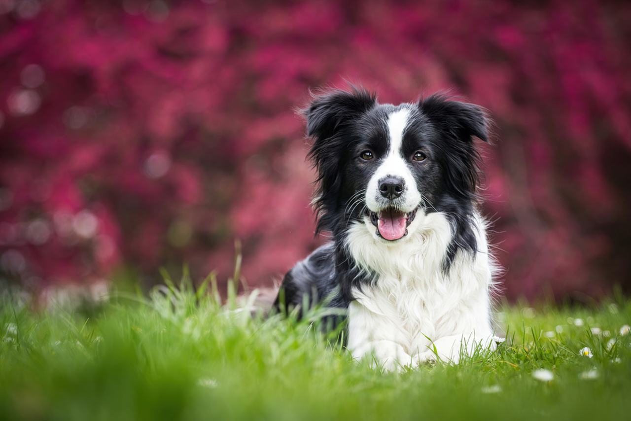 guia de raças cachorro border collie