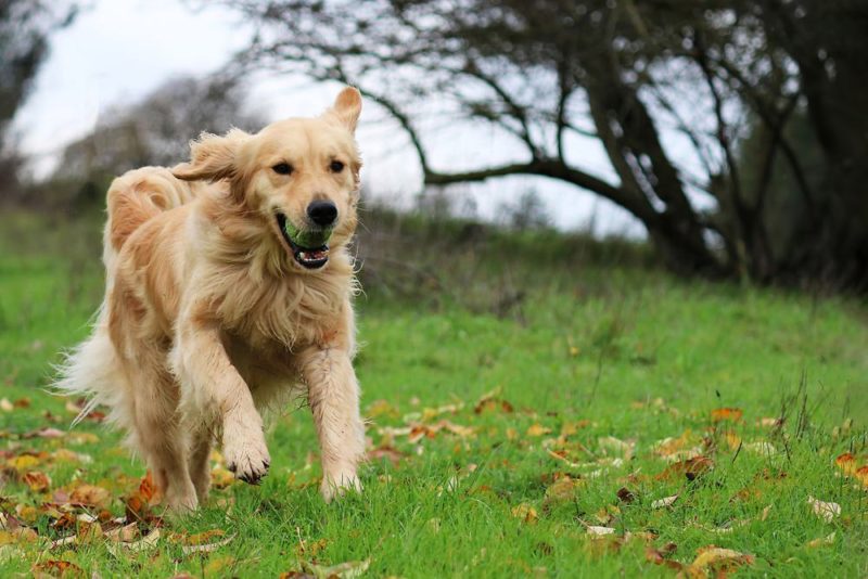 golden_retriever_brincando_e_correndo_dogvibe