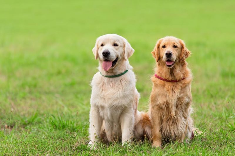 golden_retriever_cores_dogvibe